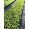 Creeping Fig Plant Ficus Pumila Climbing Vine - 30 Live
