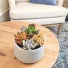 Altman Plants Desert Fire Live Succulents 4-Pack, Mini Plants Succulent