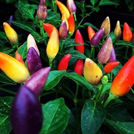 KIRA SEEDS - Seeds Masquerade Pepper Mix - Heirloom Ornamental Vegetable - GMO Free