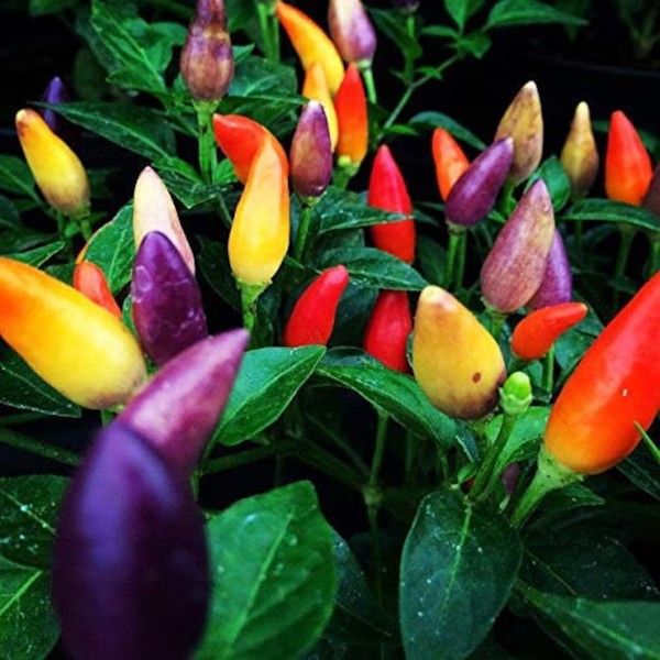 KIRA SEEDS - Seeds Masquerade Pepper Mix - Heirloom Ornamental