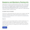 Anne Raspberry - 5 Golden Raspberry Plants - Everbearing -