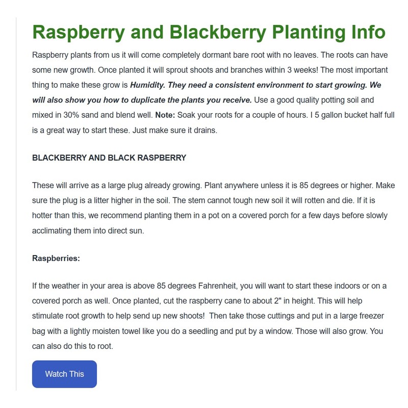 Anne Raspberry - 5 Golden Raspberry Plants - Everbearing -