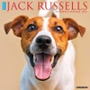 Jack Russells 2026 12" x 12" Wall Calendar