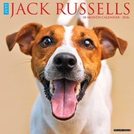 Jack Russells 2026 12" x 12" Wall Calendar