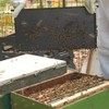 witbee 20-Pack Deep Brood Plastic Bee Hive Frames with Beeswax