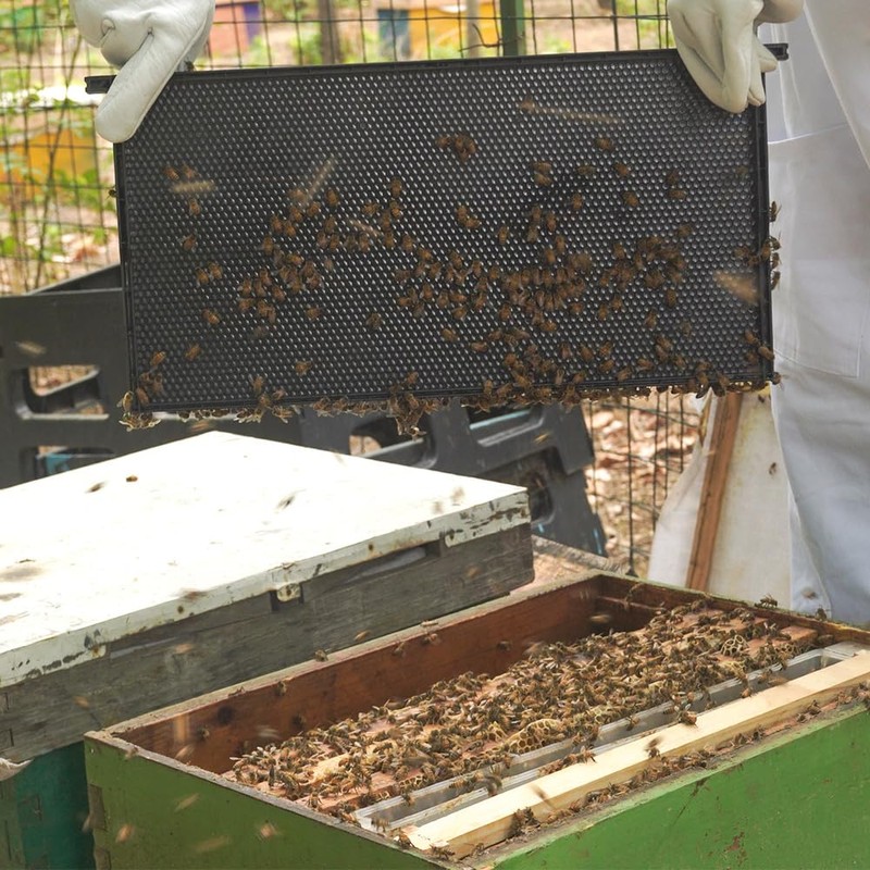 witbee 20-Pack Deep Brood Plastic Bee Hive Frames with Beeswax