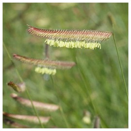 Everwilde Farms - 1 Lb Blue Grama Native Grass Seeds - Gold Vault