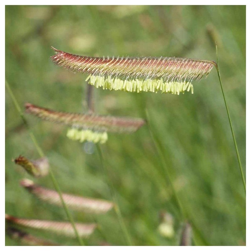 Everwilde Farms - 1 Lb Blue Grama Native Grass Seeds