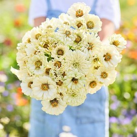 Eden Brothers Zinnia Seeds - Cactus Snowman, Non-GMO Seeds for Planting, 1 oz | Low-Maintenance Flower Seeds, Plant During Spring, Zones 3, 4, 5, 6, 7, 8, 9, 10