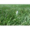 Seed Ranch Rendition Turf-type Tall Fescue Grass Seeds - 1 lb.
