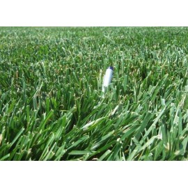 Seed Ranch Rendition Turf-type Tall Fescue Grass Seeds - 1 lb.