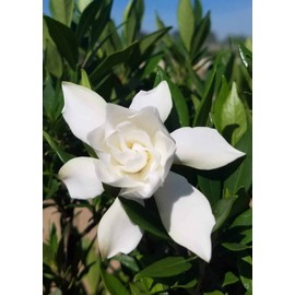 Frostproof Gardenia | 3 Large Gallon Size Plants | Fragrant Blooming Shrub | Gardenia Jasminoides