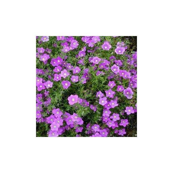 Outsidepride Nierembergia Purple Robe - 10000 Seeds