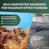 MarineOrganics Organic Sea Moss Capsules - 90 Irish Sea Moss