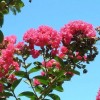 JQBay Crepe myrtle tree seeds 50 seeds.