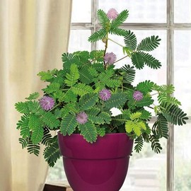 SeedsUP - 40+ Seeds Mimosa Shy Sensitive Plant Fast Growing - Flower Pink