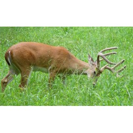 Turnip Seven Top Deer Food Plot Great Heirloom Vegetable by Seed Kingdom Bulk 5,000 Seeds