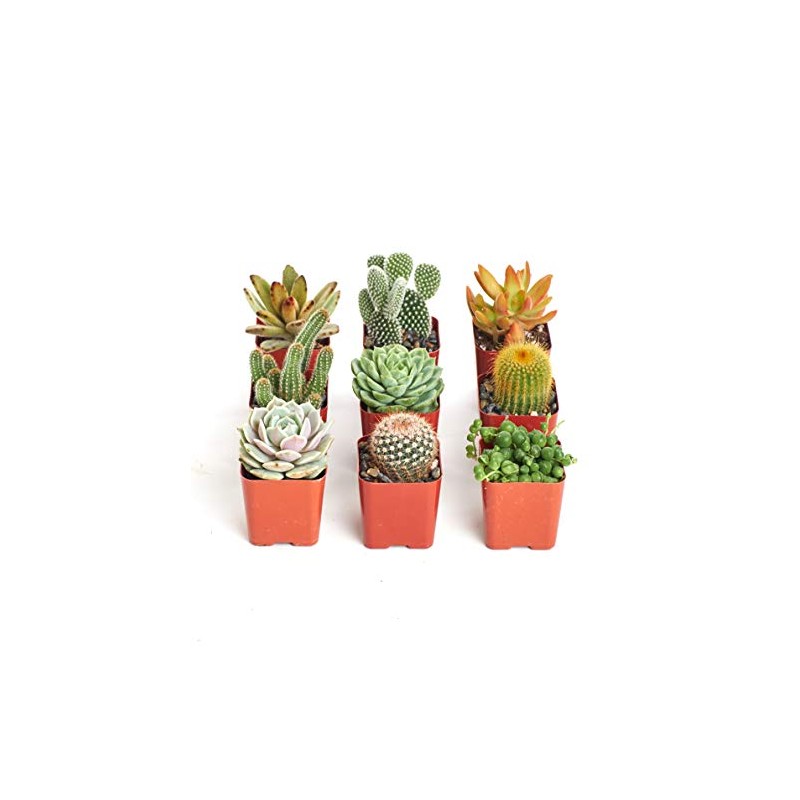 Instant Cactus/Succulent Collection - 8 Plants 2" pots