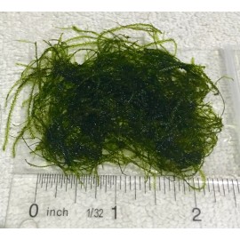 2x2" Java Moss - Aquarium Fish Plant Flame Christmas Xmas Fern Anubias Shrimp