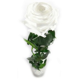 Rosen-Te-Amo | Infinity Rose Weiß am Stiel mit Rosenduft |Echte Rose Geburtstagsgeschenk für Frauen, Ewige Rose in Geschenkbox| Konservierte Blume zum Weihnachten, Valentinstag, Mama, DekoGeschenk
