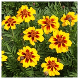 Everwilde Farms - 1/4 Lb Naughty Marietta French Marigold Wildflower Seeds - Gold Vault