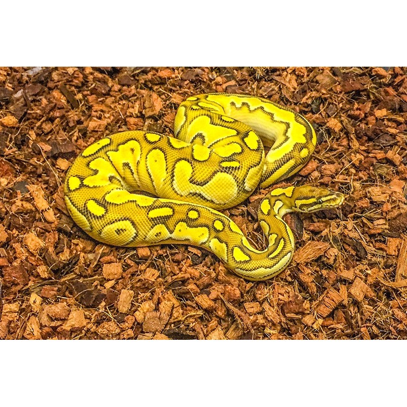 ReptiChip Compressed Coconut Chip Substrate for Reptiles 72 Quart Coco