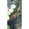 Kleeneze Pond Clarifier, 100g - All Natural and Microbial Based