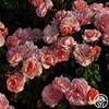 Heirloom Floribunda Roses, Live Own Root Plant for Outdoor Garden,