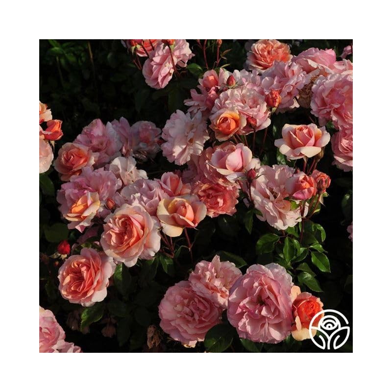 Heirloom Floribunda Roses, Live Own Root Plant for Outdoor Garden,
