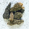 North Spore Dried Wild Morel Mushrooms 28 grams