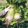 BioLogic New Zealand Endurance Radish, New Generation of Radish Developed