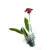 Air Plant Mini Hanging Basket 2 x 3 Inches Tall