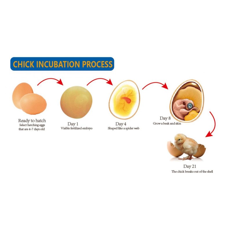 15W Egg Incubator 6 Eggs Digital Mini Fully Automatic Egg