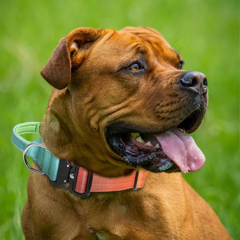 TSPRO Premium Dog Collar with Handle and Heavy Duty Quick