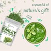Micro Ingredients Organic Barley Grass Powder, 16 Ounces | US