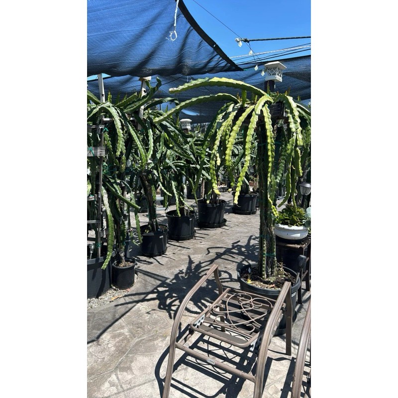 ORGANICO 1 DRAGON FRUIT CUTTINGS - Purple Haze 8-12 INCHES