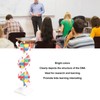DNA Structure Model Colorful Double Spiral Assemble Model Science Educational
