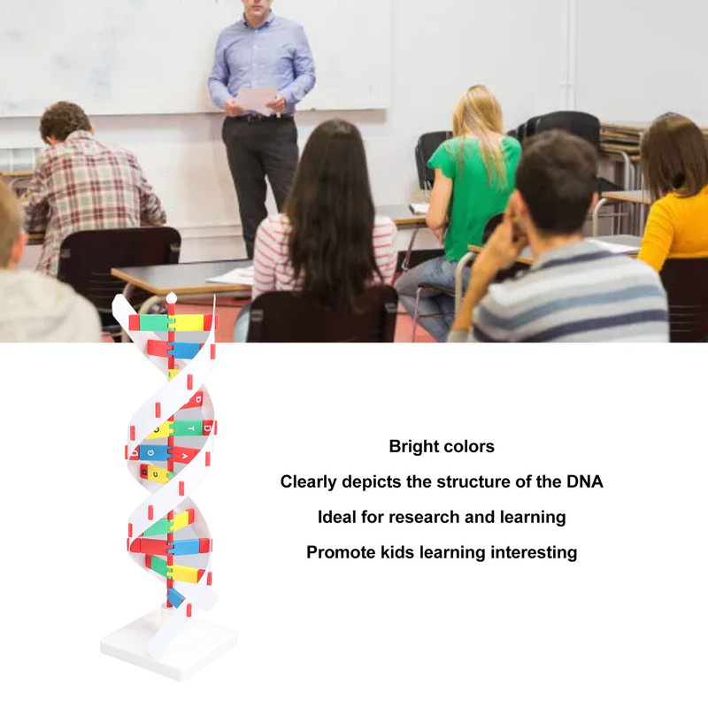 DNA Structure Model Colorful Double Spiral Assemble Model Science Educational