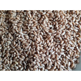 Unbranded Semillas de Trigo Orgánicas/Orga