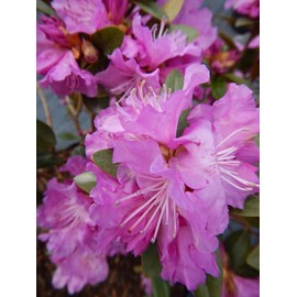 Live Plant, Rhododendron X `PJM Elite` Evergreen Lavender Flowers, 3-Gallon Fully Potted Plant Bush from Green Promise Farms