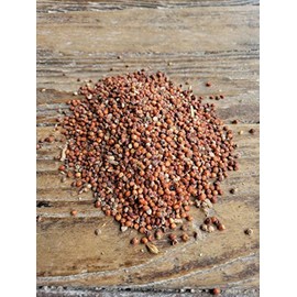 Milo, Red Sorghum 25 lb