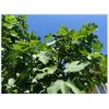 Chandelier Craft & Gardening Black Mission Fig Fruit Tree Twig