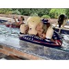 NINOSTAR Keep America Great! Huge Hit Pool Float for Summer