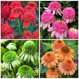 300+ Annual Echinacea Coneflower Flower Seeds for Planing in Your Home Garden- Non-GMO Echinacea Flower Seed,Attracts Bees and Butterflies