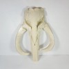 LITOYGAME Large Mandalorian Mythosaur Skull 3D Printed Wall Art Display