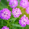 Candytuft Seeds - Rose Cardinal - Packet - Pink/Purple Flower