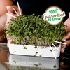 Back to The Roots Organic Microgreens Grow Kit with Ceramic