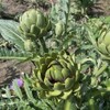 PREMIER SEEDS DIRECT - Artichoke Italian – Green Globe -