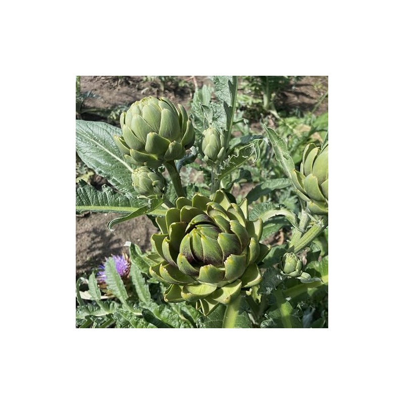 PREMIER SEEDS DIRECT - Artichoke Italian – Green Globe -