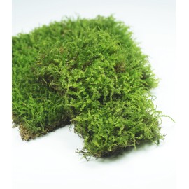 Fresh Live Terrarium Moss, 6"x8" Box - Perfect for Miniature Landscapes, Bonsai, Reptiles, and Succulents. Includes Three Different Types of Fresh Living Moss | Guaranteed Live Arrival LUCKY PLANT